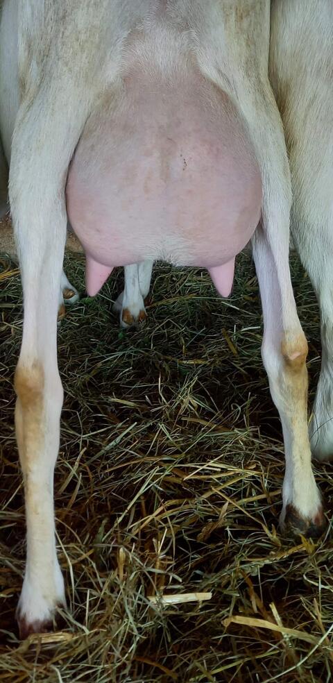 3 BIO-Saanenziegen in Milch abzugeben