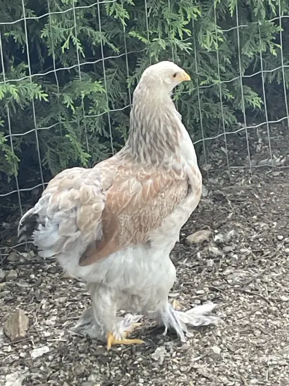 Brahma blaulachsfarbig und rebhuhnfarbig gebändert