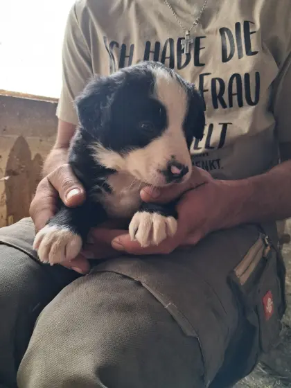 Berner Sennen, Border Collie Mischlingswelpen