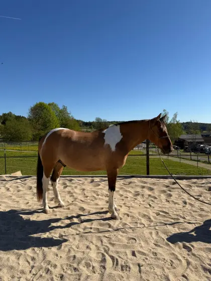 Paint Horse Wallach