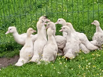 Küken von Warzenenten abzugeben