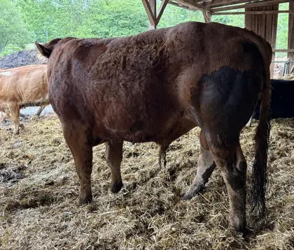 Limousin-Stier