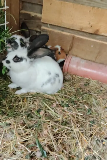 Kaninchen