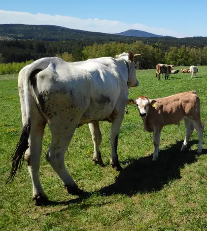 Chianina Stierkalb vom 28.3.'26