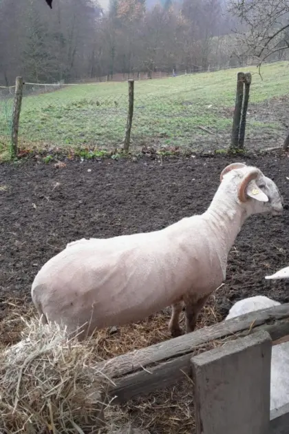 Schafbock