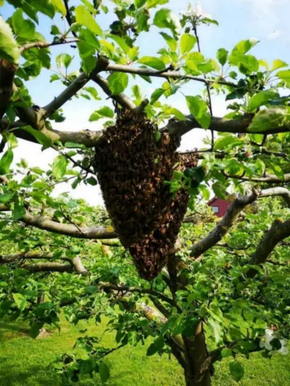Bio-Bienen, Kehrschwärme, Ableger, Carnica, bio-zertifiziert