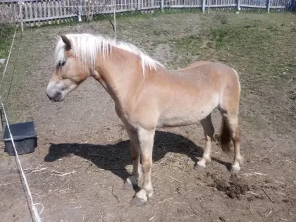 Tiroler Haflinger Stute