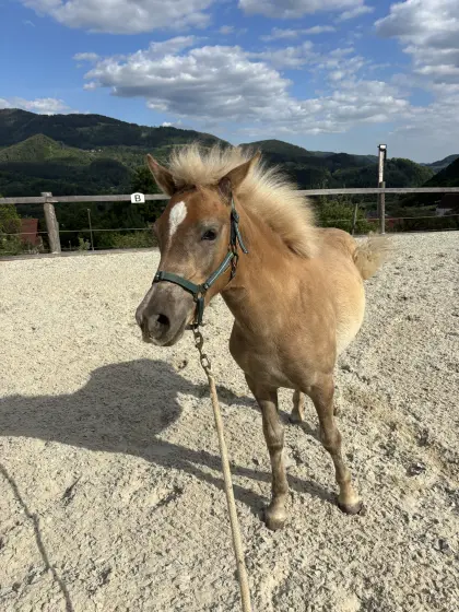 Hübsches Haflinger-Mix Hengstfohlen sucht neues Zuhause