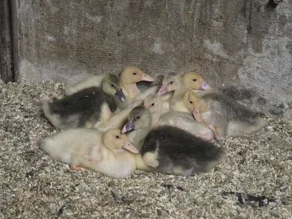 Gänseküken und Pekingenten