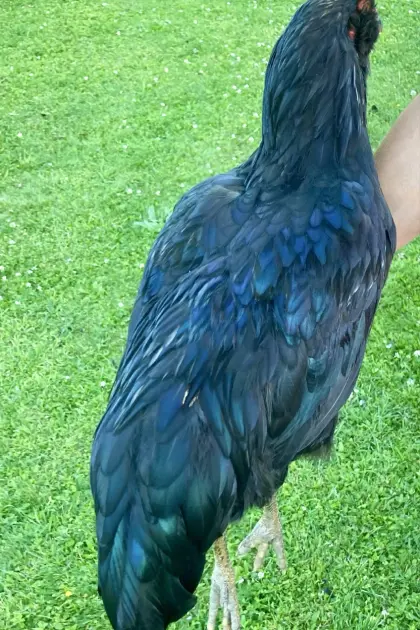 Blauleger-Hahn
