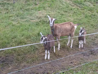 Thüringer Waldziegen-Jungböcke