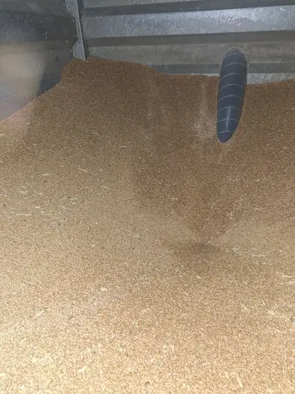 Triticale Ernte 2025