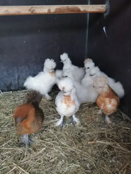 Seidenküken 10 Wochen, Steinpiperl Seidenhühnerküken 10 W