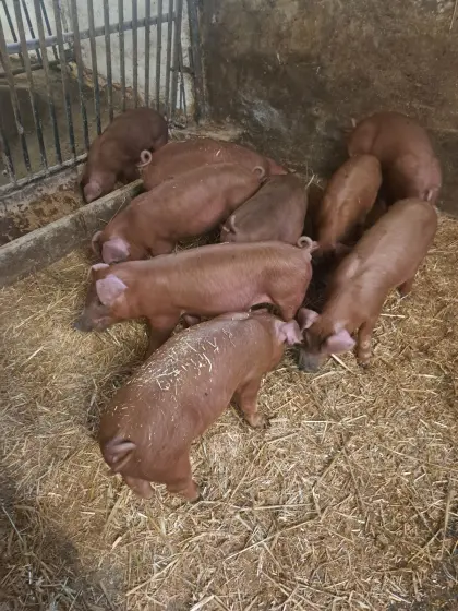 Ferkel