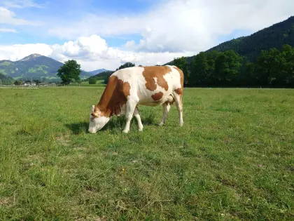 Bio-Kuh "Sommerrind" Milka