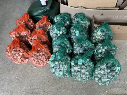 Knoblauch aus Niederösterreich