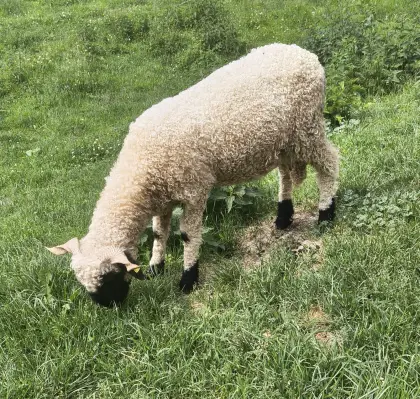 Walliser Schwarznasen Auen, kein HB