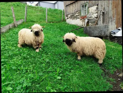 Walliser Schwarznasen