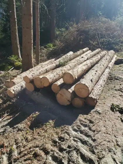 Kaufe Holz ab Stock