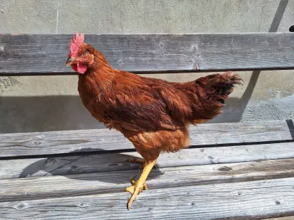 Junghahn Rhodeländer