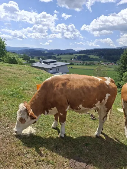 Trächtige Bio-Kalbin zu verkaufen