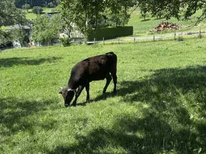 Wagyu-Ochsen