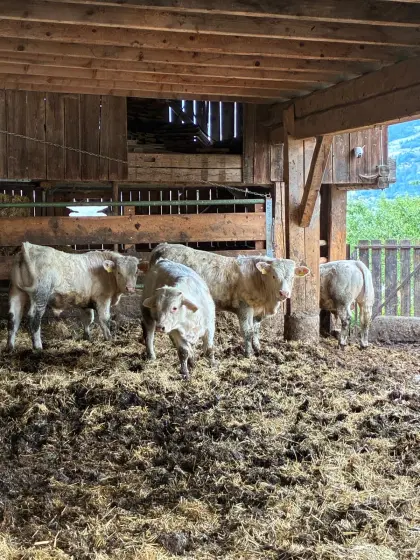 Charolais Stierkälber
