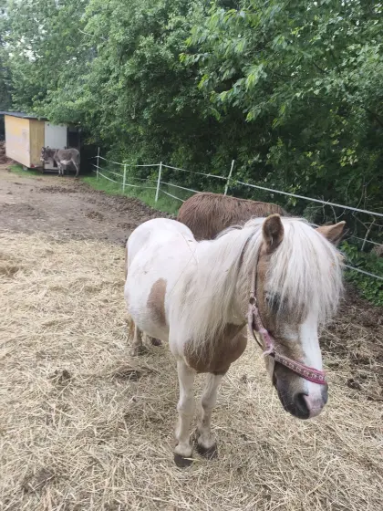 Ponys