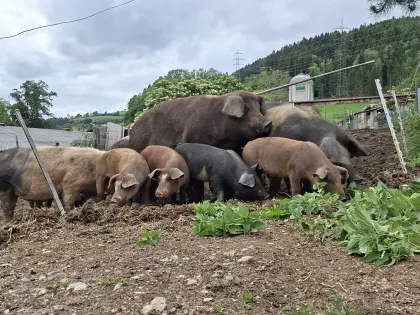 Ferkel