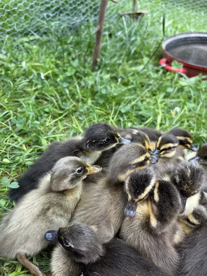 Enten, Laufenten, Schneckenfresser