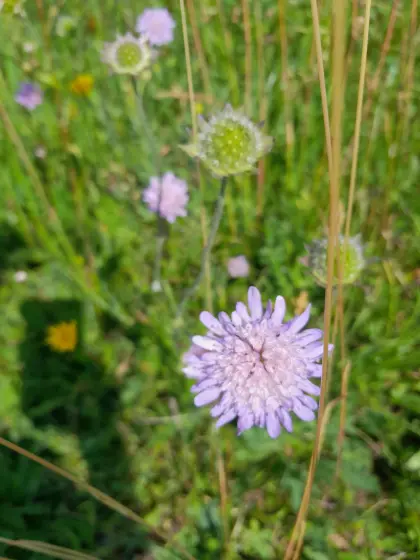 Sommerweide, Hengstweide