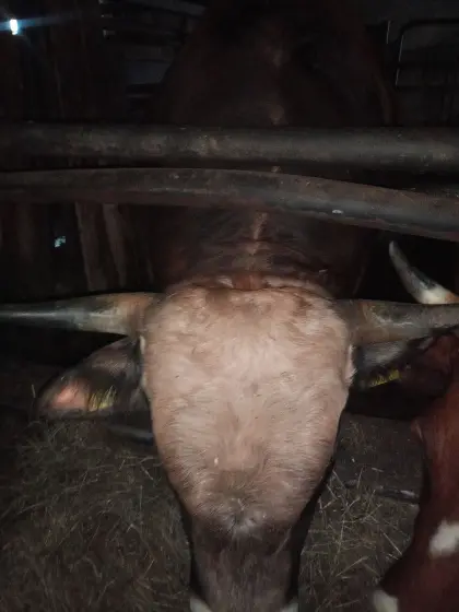 Stier Aubrac