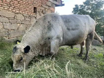 Bio-Galloway-Stier