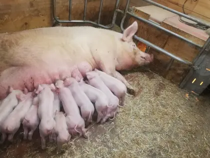 Ferkel