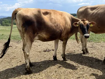 Trächtige Jersey-Kalbin aus EX92-Kuh