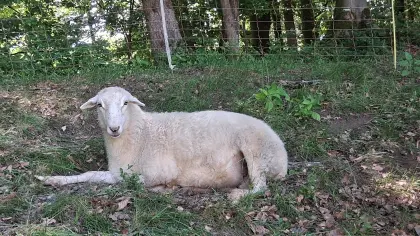 Krainer Steinschafe zu verkaufen