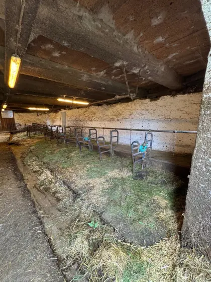 Anbindeaufstallung Rinder