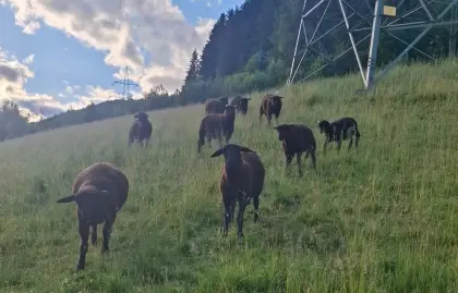 Jura Lämmer
