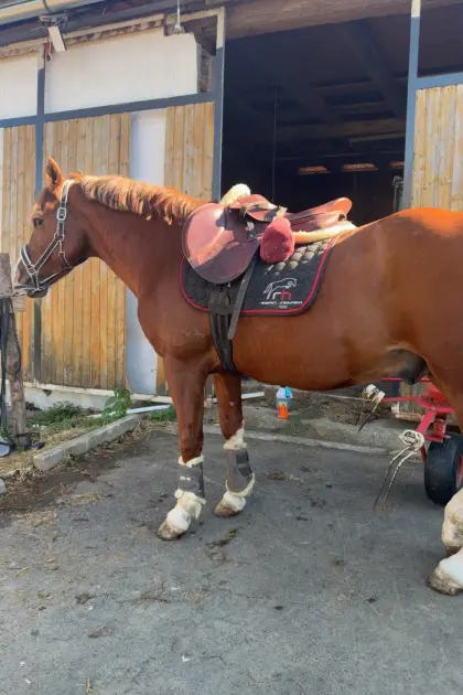 Lieber Pony-Wallach