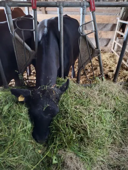 Angus