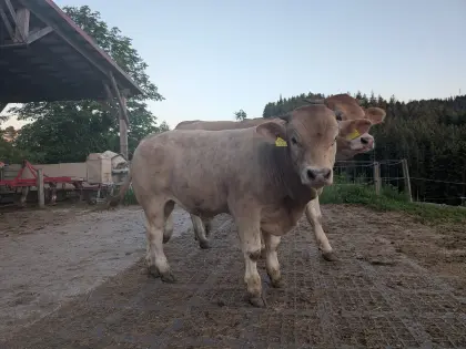 2x Murbodner Stier Bio