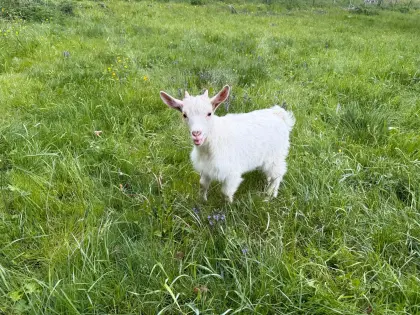 Zwergziegenbock