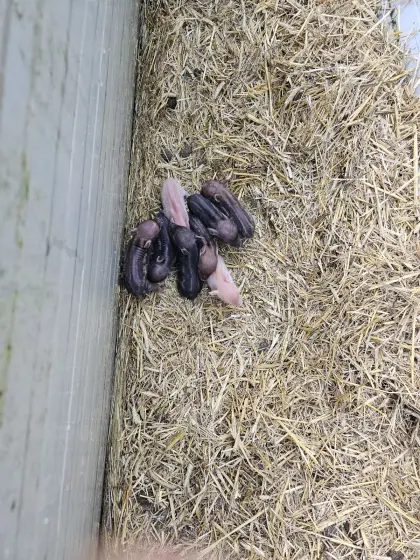 Microschweine