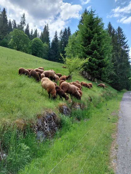 Braune Bergschafe Bio