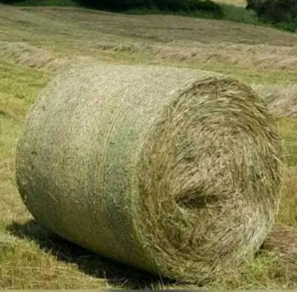 Heu