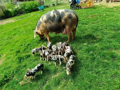 Wunderschöne Duroc-Bentheimer-Mix Bio-Ferkel, geb. 18.04.26