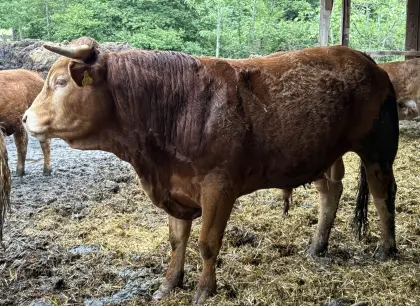 Limousin-Stier