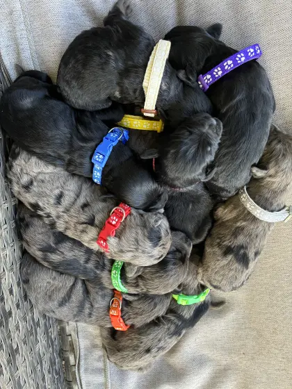 Bergamasker Hirtenhundwelpen