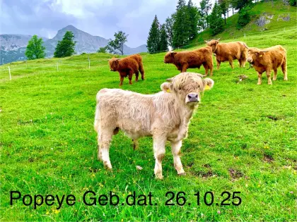 Hochlandrinder-Stier Bio