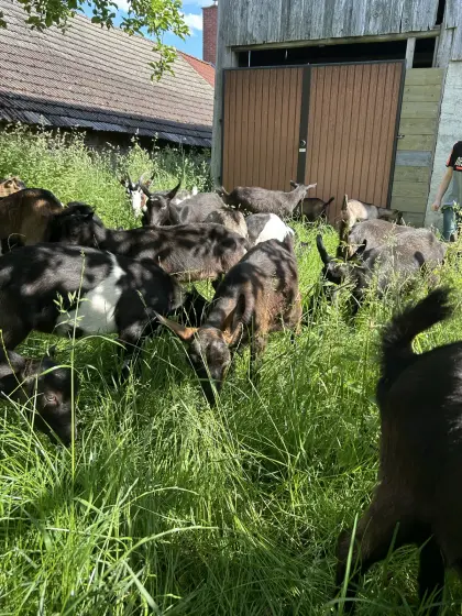 Weibliche Ziegenkitze